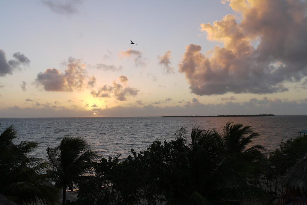Green Parrot Beach Houses And Resort Placencia エクステリア 写真