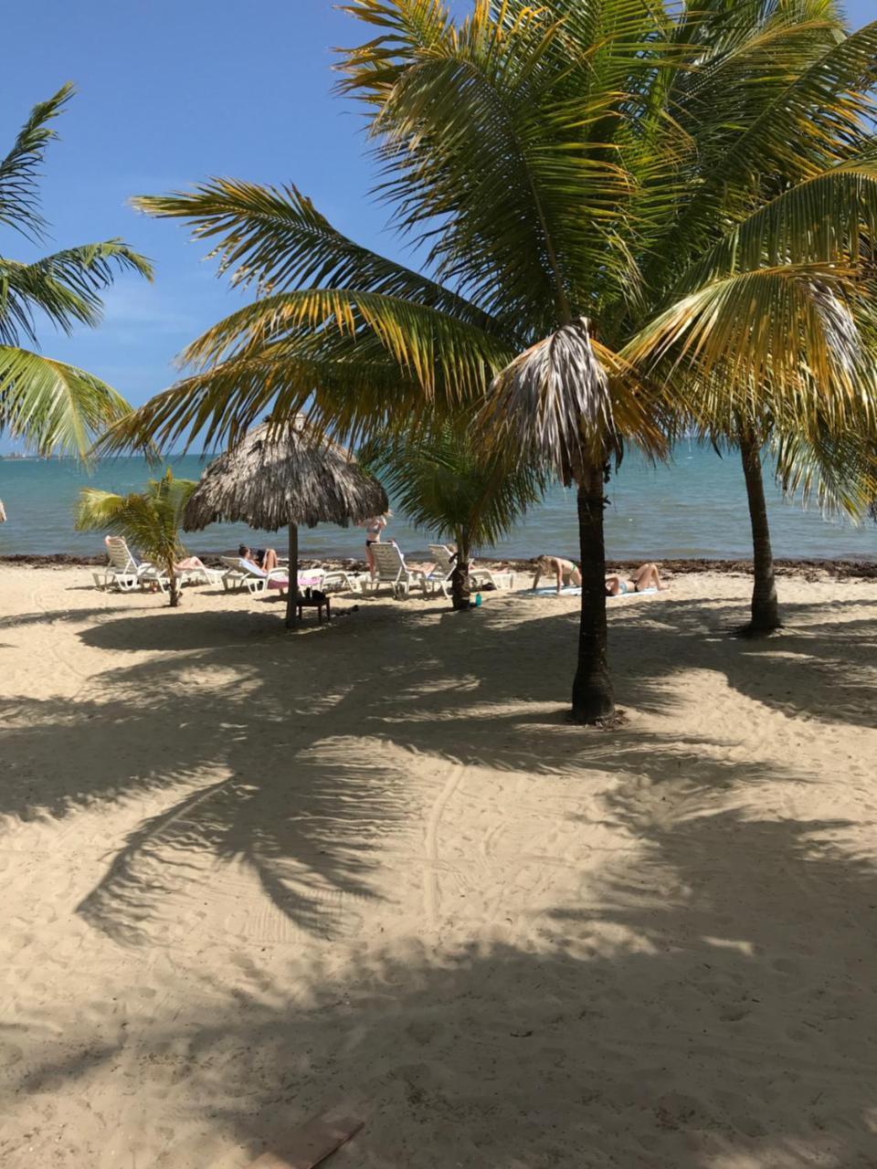 Green Parrot Beach Houses And Resort Placencia エクステリア 写真